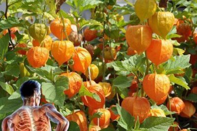 Goldenberries (Physalis peruviana): A Nutrient-Packed Powerhouse for Health and Vision
