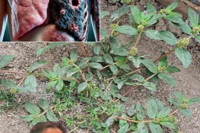 Euphorbia Hirta: 30 Health Benefits and How to Use It Safely