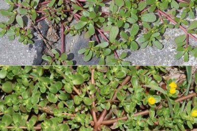 How to Choose and Enjoy Purslane: A Comprehensive Guide