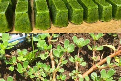 Purslane: The Underestimated Superfood with Maximum Health Benefits